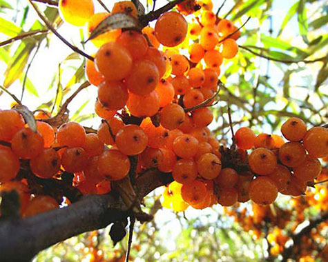 沙棘果加工蘑菇视频黄色版