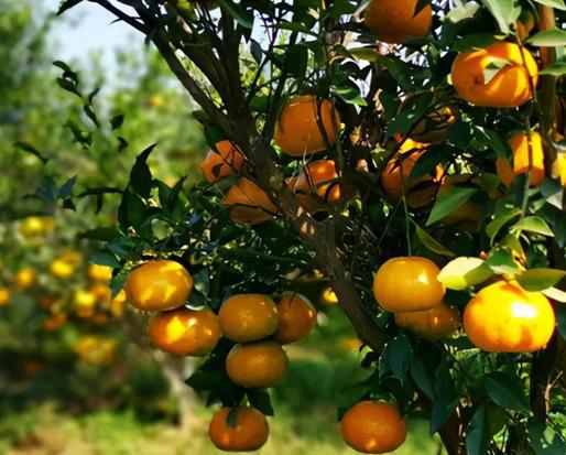 新會柑果球加工蘑菇视频黄色版